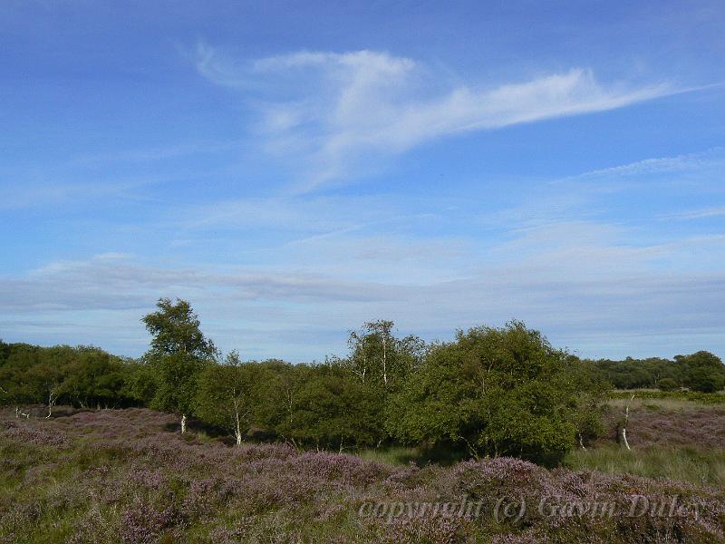 Heathland P1120520.JPG